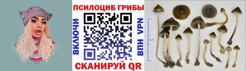 Галлюциногенные грибы Psilocybine cubensis  Хадыженск 